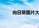 向日葵图片大全（向日葵俱乐部）