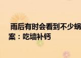 雨后有时会看到不少蜗牛爬到水泥墙上是在做什么 正确答案：吃墙补钙
