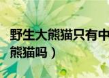 野生大熊猫只有中国才有吗（只有中国才有大熊猫吗）