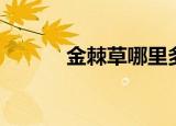 金棘草哪里多（金棘草哪里多）
