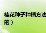 桂花种子种植方法（桂花种子种植方法是怎样的）