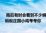 雨后有时会看到不少蜗牛爬到水泥墙上是在做什么 支付宝蚂蚁庄园小鸡考考你