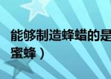 能够制造蜂蜡的是什么蜂（制造蜂蜡的是哪种蜜蜂）