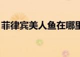 菲律宾美人鱼在哪里可以看（菲律宾 美人鱼）