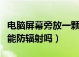 电脑屏幕旁放一颗仙人掌能防辐射吗（仙人掌能防辐射吗）