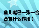 鱼儿嘴巴一张一合是在干嘛（鱼儿嘴巴一张一合有什么作用）