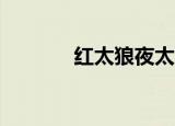 红太狼夜太狼（19楼红太狼）