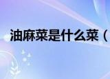 油麻菜是什么菜（麻油萝卜是哪里的菜系）
