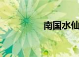 南国水仙花（南财水仙）