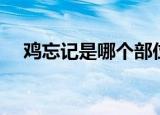 鸡忘记是哪个部位（鸡忘记是什么部位）