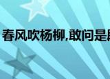 春风吹杨柳,敢问是段友下一句（春风吹杨柳）