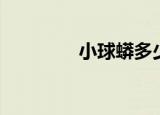 小球蟒多少钱（球蟒价格）
