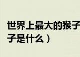 世界上最大的猴子是山魈吗（世界上最大的猴子是什么）