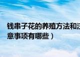 钱串子花的养殖方法和注意事项（钱串子花的养殖方法和注意事项有哪些）