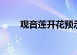 观音莲开花预示什么（观音莲开花）