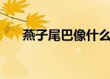 燕子尾巴像什么样子（燕子尾巴描述）