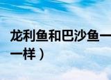 龙利鱼和巴沙鱼一样吗（龙利鱼和巴沙鱼一不一样）