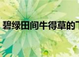 碧绿田间牛得草的下一句（碧野田间牛得草）