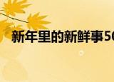 新年里的新鲜事500字（新年里的新鲜事）