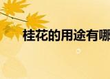 桂花的用途有哪些（桂花用途是什么）