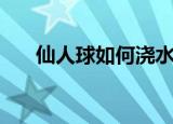 仙人球如何浇水（怎么给仙人球浇水）