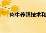 肉牛养殖技术和方法（肉牛如何养殖）
