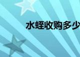 水蛭收购多少钱一斤（水蛭收购）