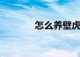怎么养壁虎（养壁虎的技巧）