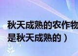 秋天成熟的农作物有哪些及颜色（哪些农作物是秋天成熟的）