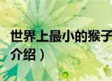 世界上最小的猴子（世界上最小的猴类侏儒狨介绍）