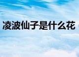 凌波仙子是什么花（凌波仙子指的是哪种花）