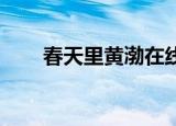 春天里黄渤在线观看（春天里 黄渤）