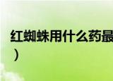 红蜘蛛用什么药最有效（红蜘蛛用啥药最有效）