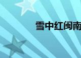 雪中红闽南语歌曲（雪中红）