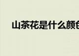 山茶花是什么颜色的（山茶花颜色是啥）