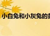 小白兔和小灰兔的黄段子（小白兔和小灰兔）