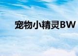 宠物小精灵BW（宠物小精灵bw目录）