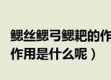鳃丝鳃弓鳃耙的作用是什么（鳃丝鳃弓鳃耙的作用是什么呢）