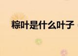 粽叶是什么叶子（粽叶是哪些叶子讲解）