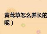 黄莺草怎么养长的好（黄莺草如何养殖长得好呢）