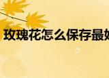 玫瑰花怎么保存最好（玫瑰花保存方法介绍）