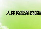 人体免疫系统的组成（免疫系统的组成）