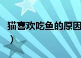 猫喜欢吃鱼的原因是什么（猫为什么喜欢吃鱼）