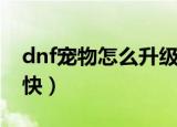 dnf宠物怎么升级最快（dnf宠物如何升级最快）