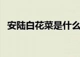 安陆白花菜是什么菜（安陆白花菜的介绍）