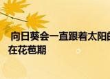  向日葵会一直跟着太阳的方向转来转去吗答案：不会，只是在花苞期