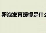 卵泡发育缓慢是什么原因造成的（卵泡发育）