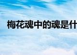 梅花魂中的魂是什么意思啊（梅花魂解析）
