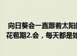  向日葵会一直跟着太阳的方向转来转去吗？1.不会，只是在花苞期2.会，每天都是如此