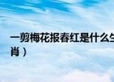 一剪梅花报春红是什么生肖数字（一剪梅花报春红是什么生肖）